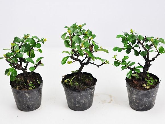 長寿梅‼️赤花‼️値下げ 極上長寿梅盆栽 赤花 貴風盆栽 小品盆栽 中品盆栽 送料無料 : 盆栽