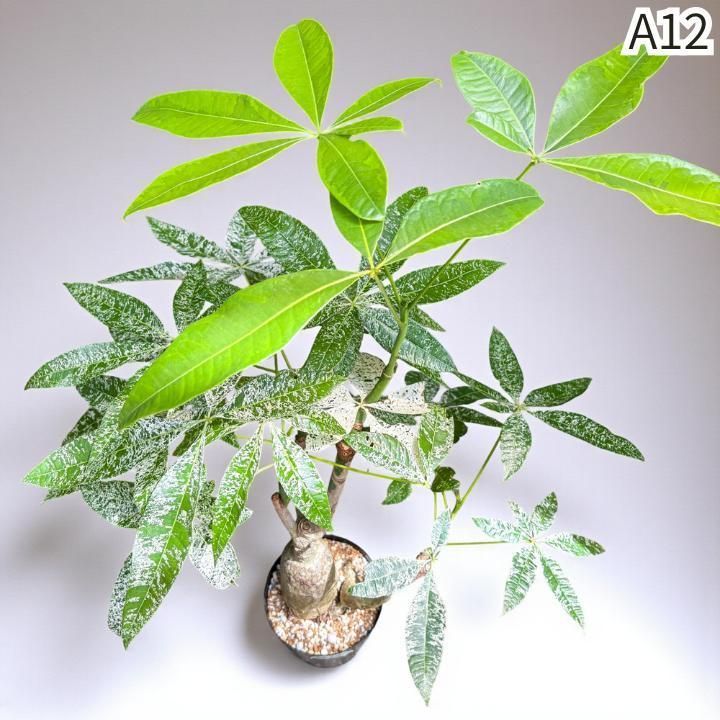 ムーンライト｜塊根風 複数接木A12