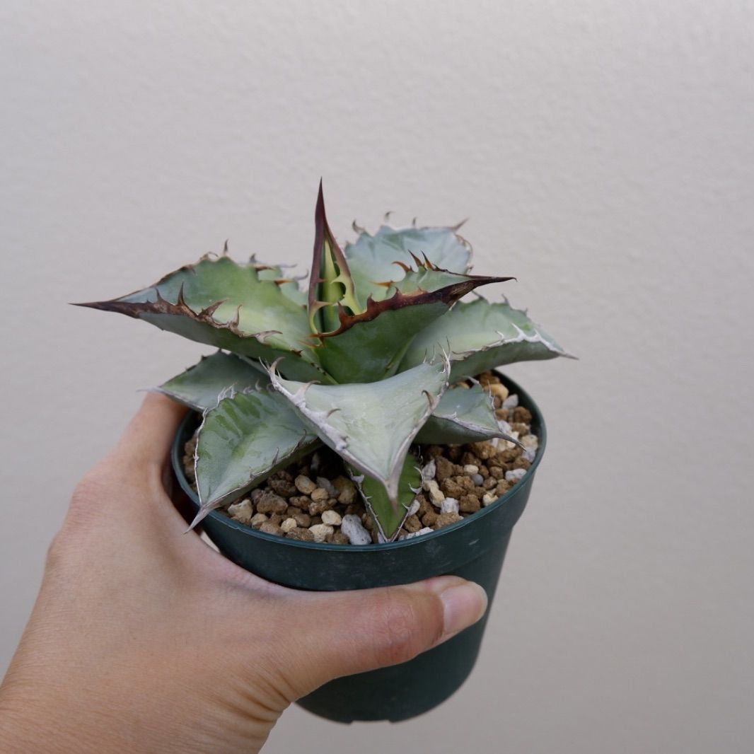 agave titanota X-Rays アガベ チタノタ - メルカリ agave titanota X-Rays アガベ チタノタ - メルカリ