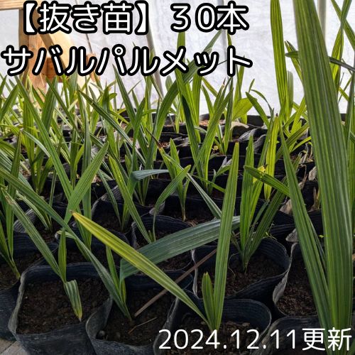 ココスヤシ苗50本