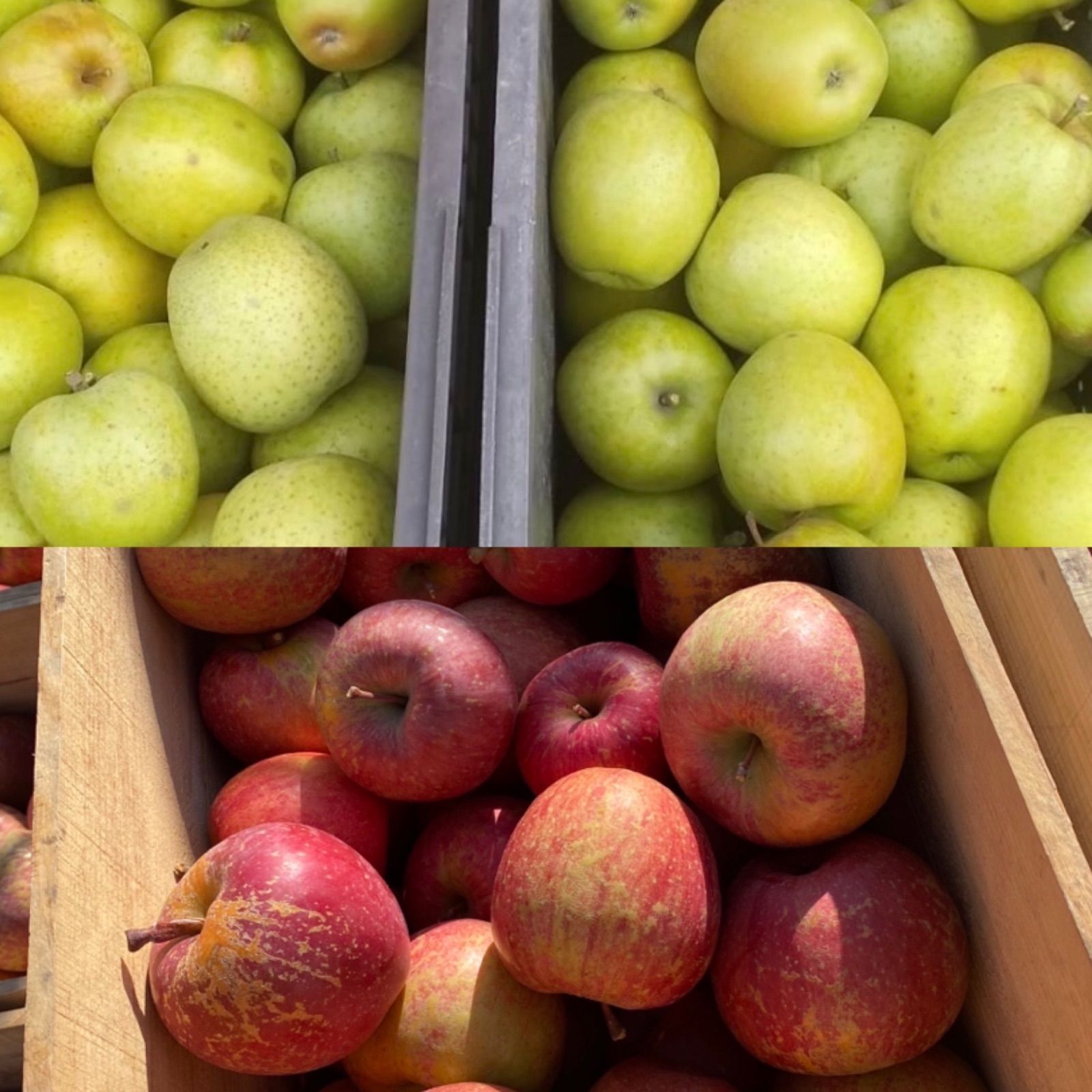 青森県産 王林 りんご 家庭用 10kg 農家直送 送料無料 リンゴ サンふじ