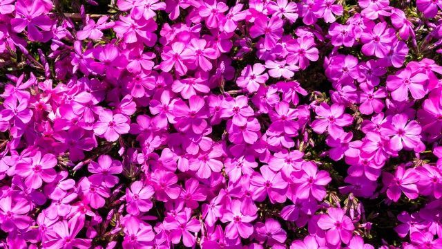 芝桜苗 ブルー＆ピンク ガーデニングにピッタリのお花70個セット各35ポット 観葉植物