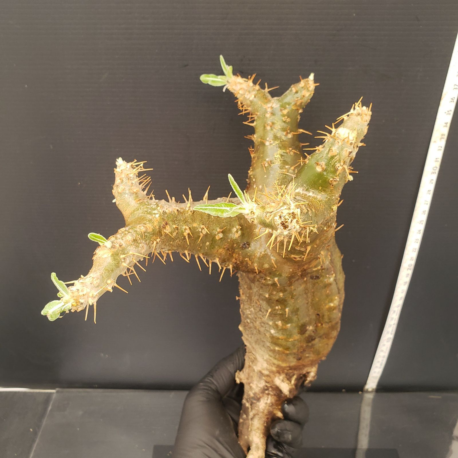 パキポディウム　マカインセ セ095 「現地】パキポディウム マカイエンセ 多頭 抜き苗【/最新