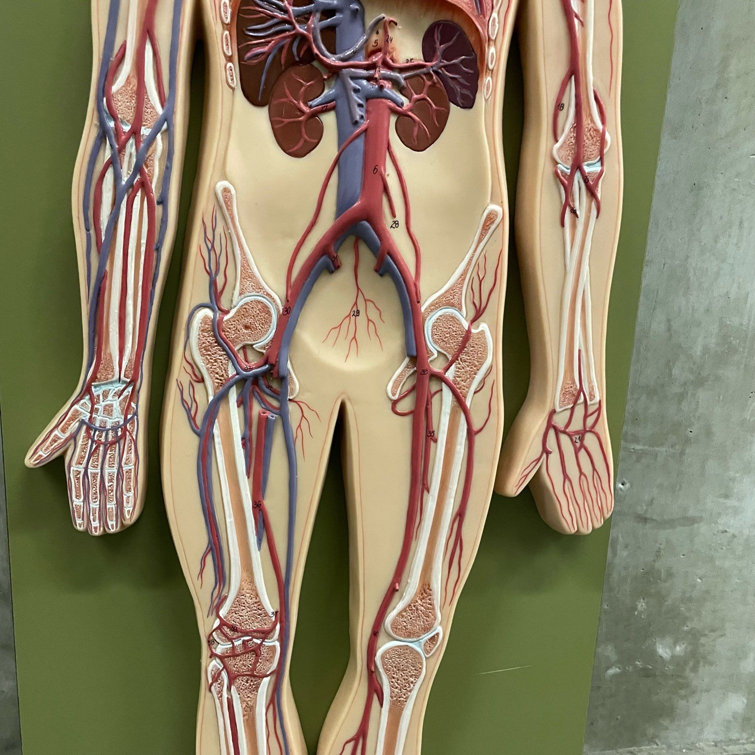 那須町役場】ソムソ社 血液循環系人体模型 解剖図 小学校 廃校 ホラー