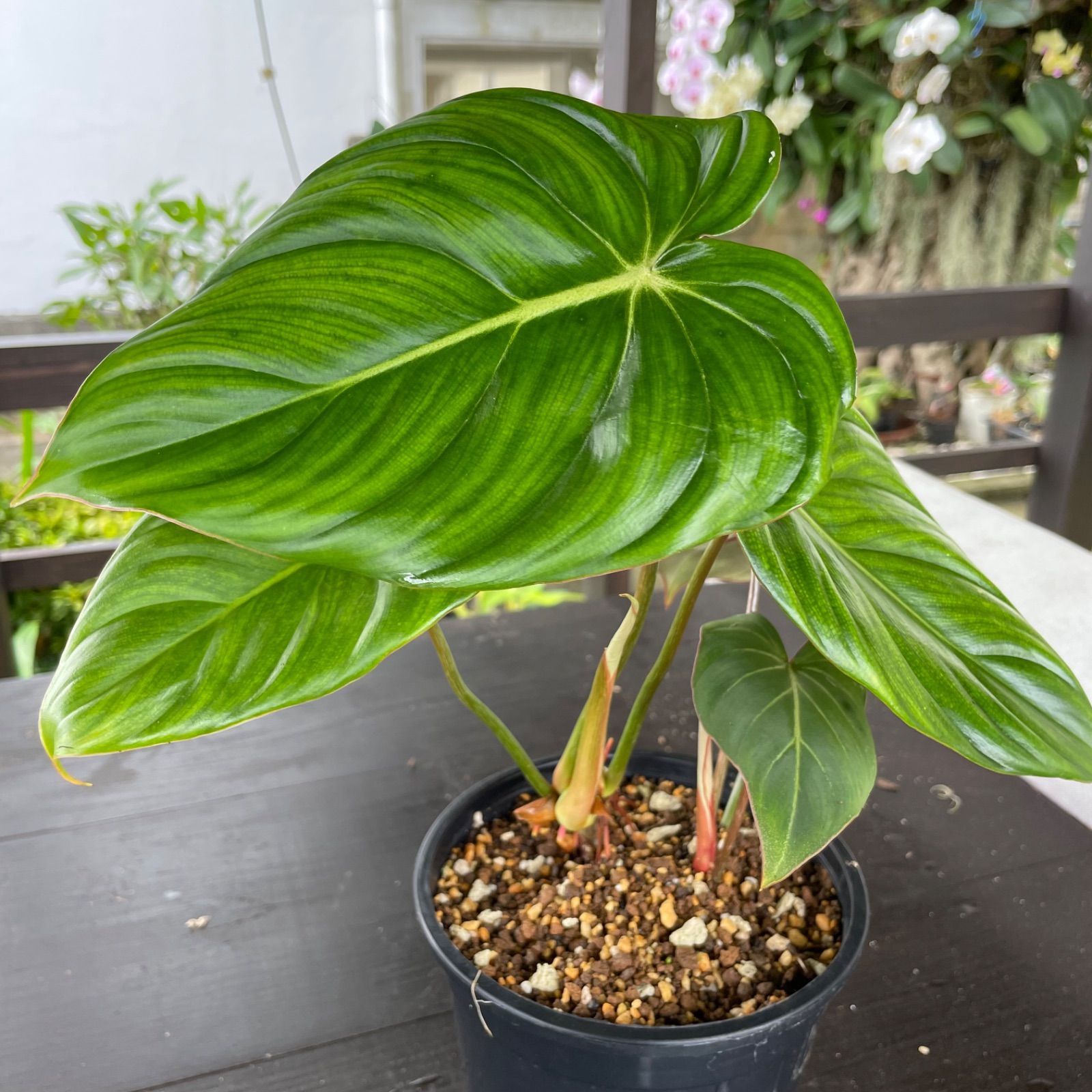 綺麗で元気な大株2株入り】 フィロデンドロン グロリオーサム Philodendron Gloriosum - メルカリ