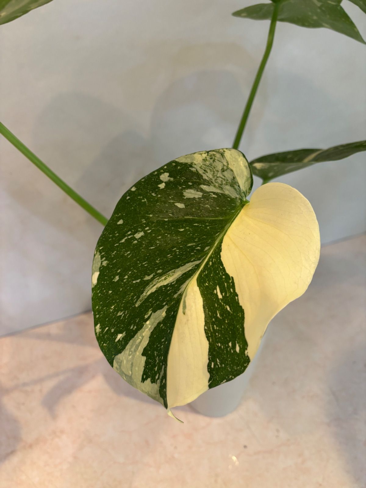 極上 モンステラタイコンステレーション モンステラデリシオーサタイコンステレーション( Monstera​ Deliciosa