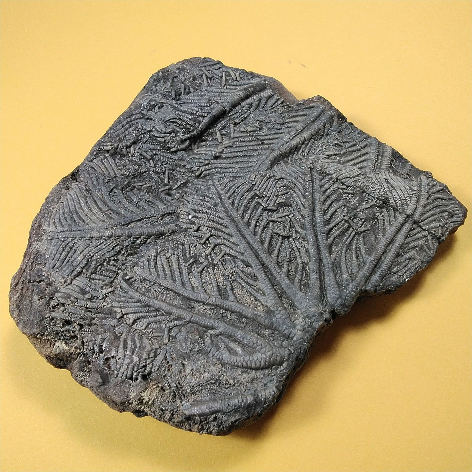 ウミユリ 化石　モロッコ産 モロッコ産ウミユリ化石】 ウミユリ 化石 棘皮動物 重さ682 g 大きさ