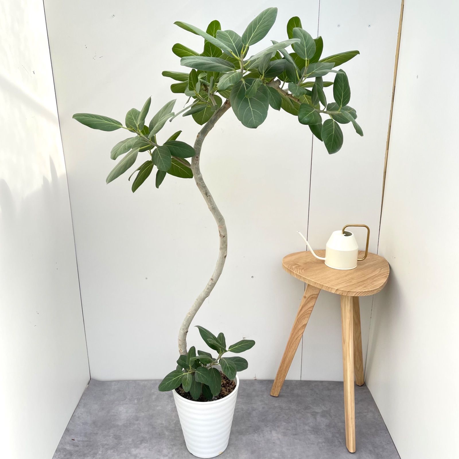 《人気》フィカス ベンガレンシス 曲がり 7号鉢140cm 観葉植物 大型 人気》フィカス ベンガレンシス 曲がり 7号鉢140cm 観葉植物 大型 観葉