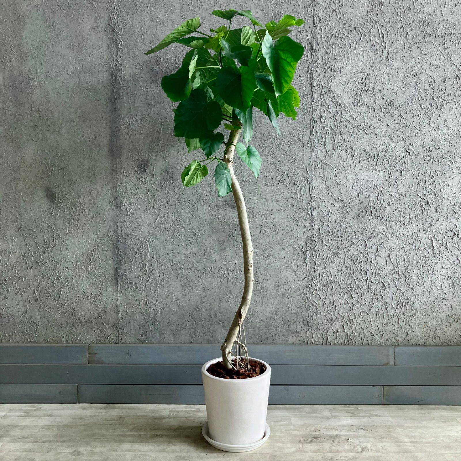 ウンベラータ 大型 10号 観葉植物」の人気商品一覧 | 安い商品を通販