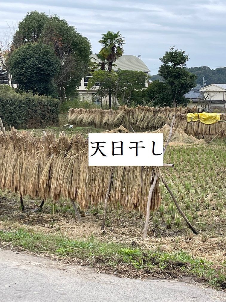 約1kg 長い藁 カットなし 束 稲藁 農薬不使用 無農薬 天日干し