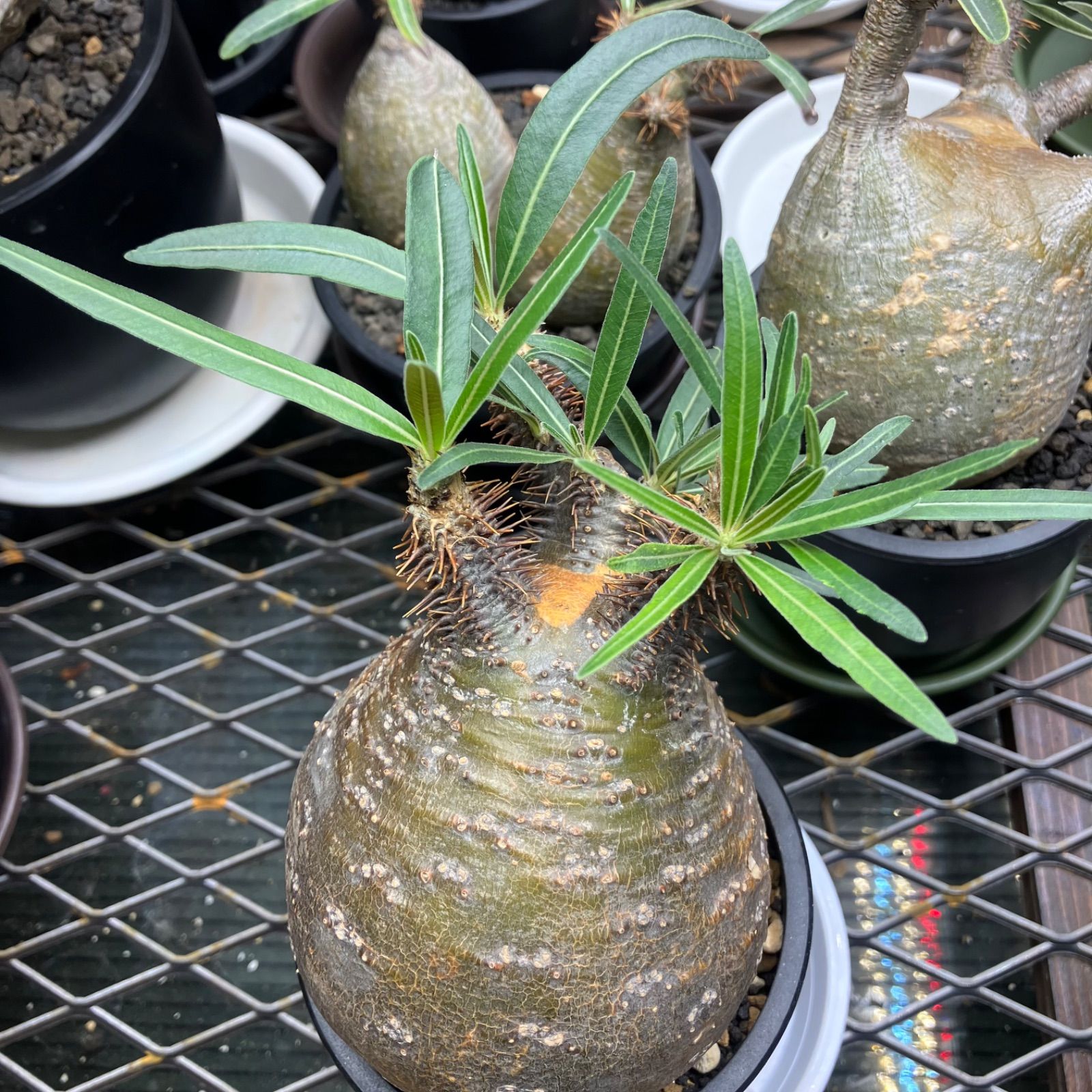 パキポディウム グラキリス 赤肌 緑肌 まん丸 植物/観葉植物 ネット