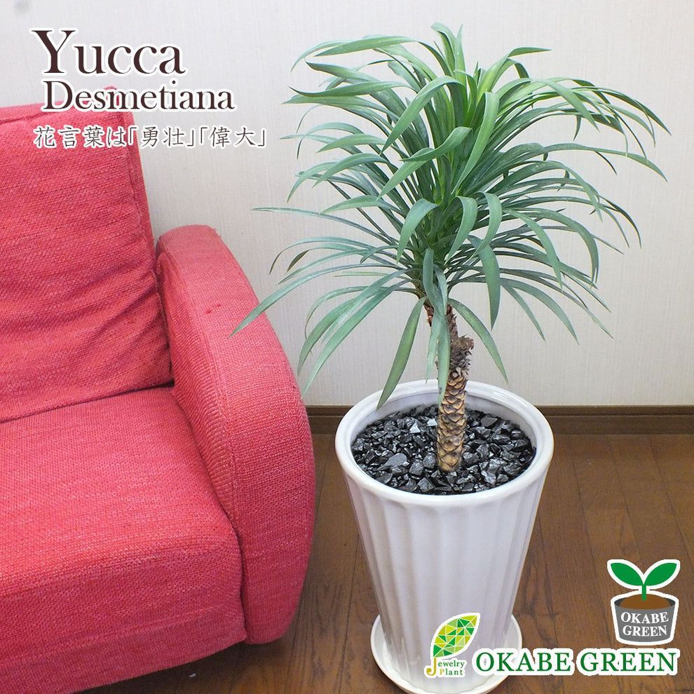 折*師様 セレリアナ ミニパープル (らくらくメルカリ便にてお届けします) セレリアナ ミニパープル (らくらくメルカリ便にてお届けします) 観葉