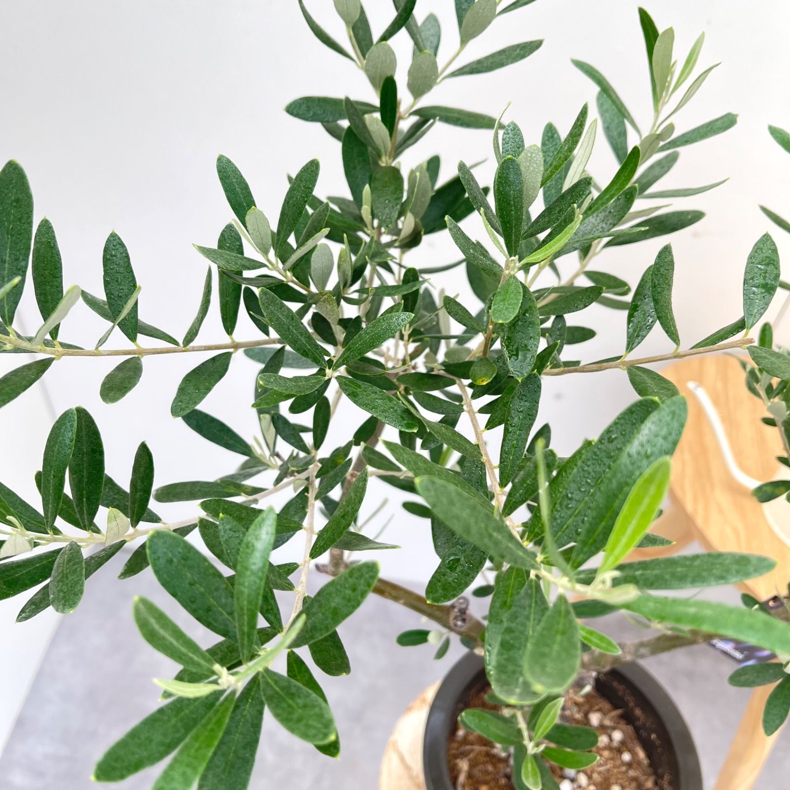 売約済※ オリーブ チプレッシーノ 24【現品】観葉植物 創樹