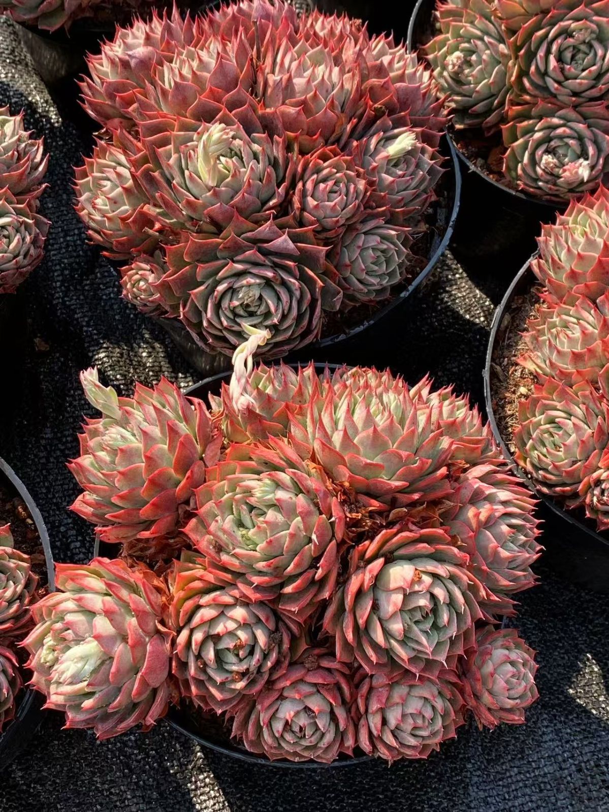 高級陶器　ゾウさん　象　置物　台　と　円形　うつわ　メダカ入れ　美術品 高級陶器 ゾウさん 象 置物 台 と 円形 うつわ メダカ入れ 美術品