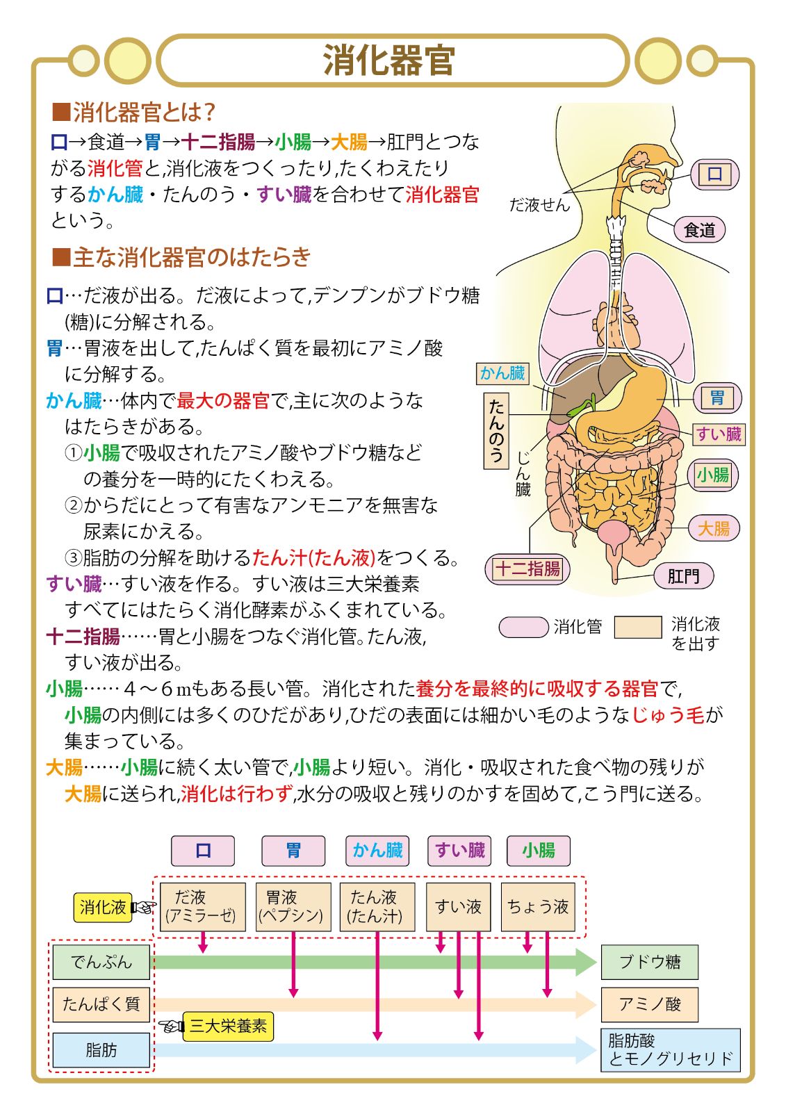 お買い得セット「中学受験・頻出用語・ポイントにしぼったまとめカード