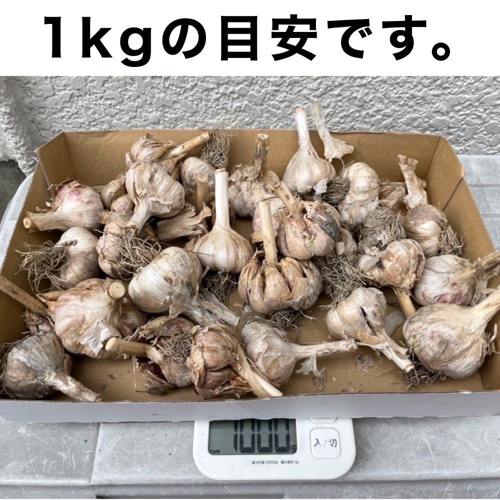 遠州極早生にんにく　箱込み9kg にんにく にんにく 遠州極早生にんにく 箱込み9kg にんにく にんにく
