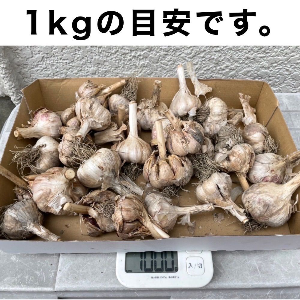 最終11/30まで】種にんにく 遠州極早生 1kg 種用ニンニク 大阪府産 2023年度 令和5年度 - メルカリ