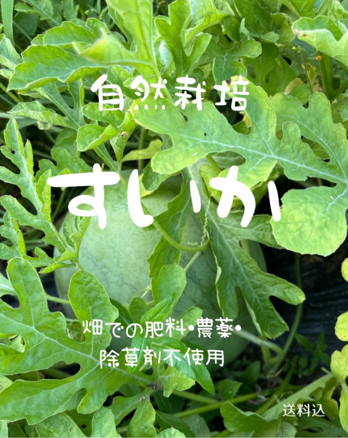 自然栽培のスイカ (大玉・固定種) ７kg前後　畑での肥料・農薬・除草剤不使用 自然栽培野菜 スイカ (大玉・固定種) 畑での肥料・農薬・除草剤