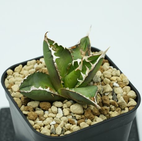 アガベ・チタノタ”包心龍” 台湾株 OC 発根済 - メルカリ