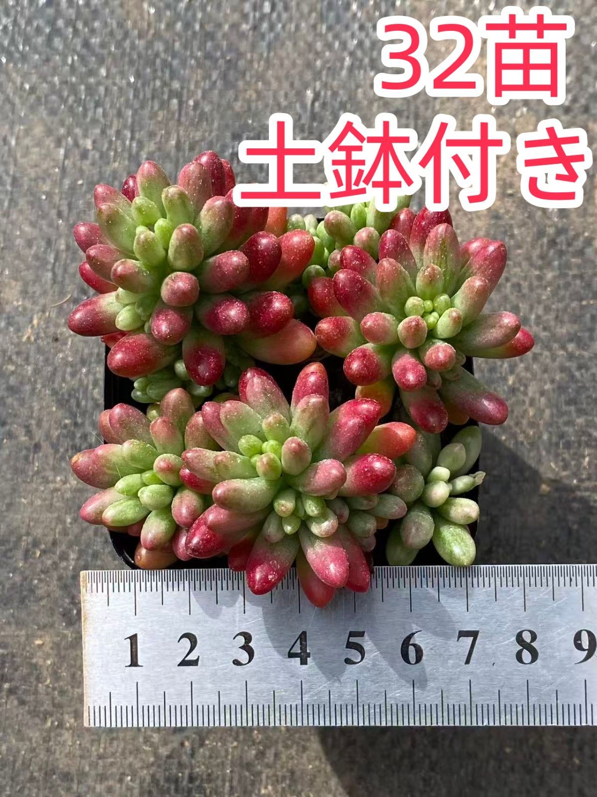 リューカデンドロン エイミー 3 ファイバー鉢 ザ・ファームセレクト