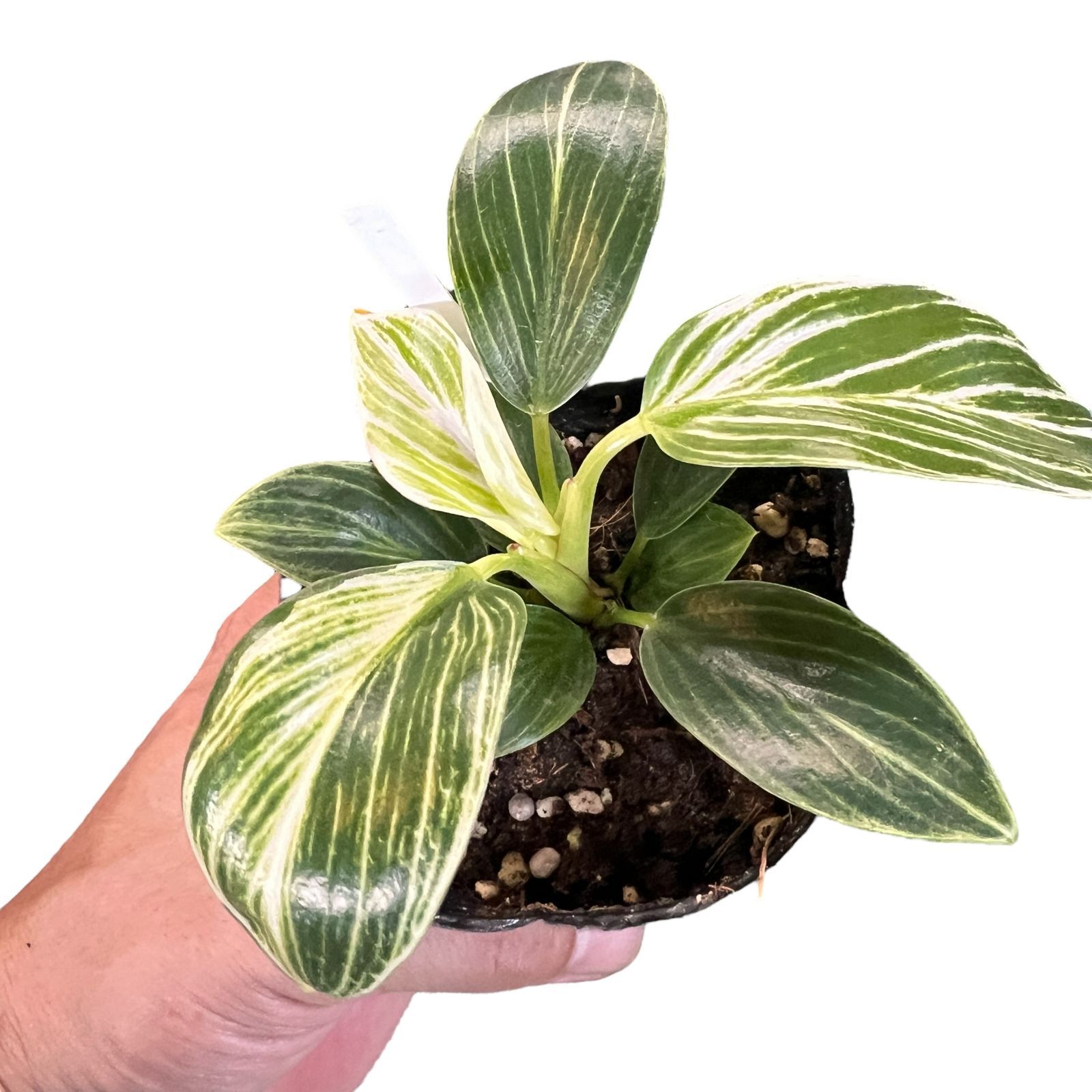 フィロデンドロン ミニバーキン ④ 2.5号 鉢底から約12cm 6月16