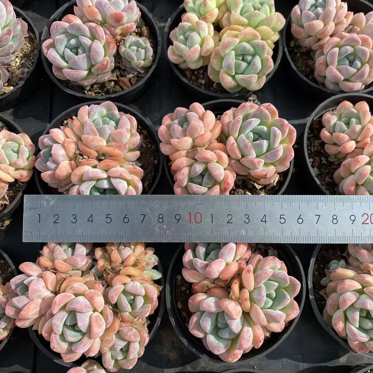 RC2012×40 アイスシュガーオレンジ３～４頭 抜き苗 多肉植物 アエオニウム エケベリア 韓国苗 YUZUMIYA_COM