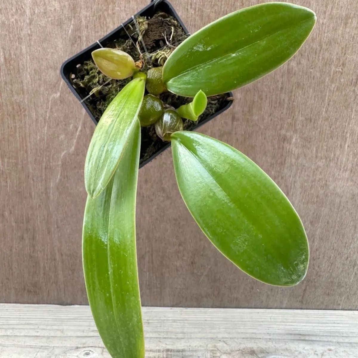 バルボフィラム ファレノプシス③ Bulbophyllum phalaenopsis 現品