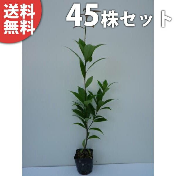 苗|苗木 45本セット アラカシ 樹高0.5m前後 10.5cmポット あらかし 粗樫 クロガシ ナラバガシ 苗木 苗 植木 庭木 生け垣 ka 45本 45