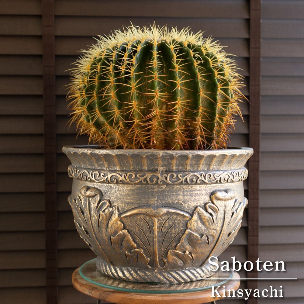 群生株 金鯱 サボテン 12号 グラスファイバーポット キンシャチ 金