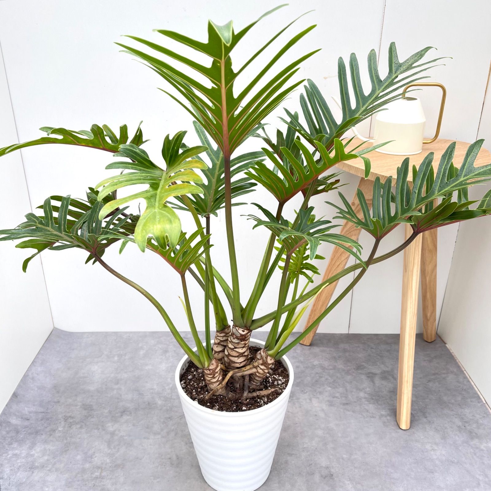 観葉植物 大型