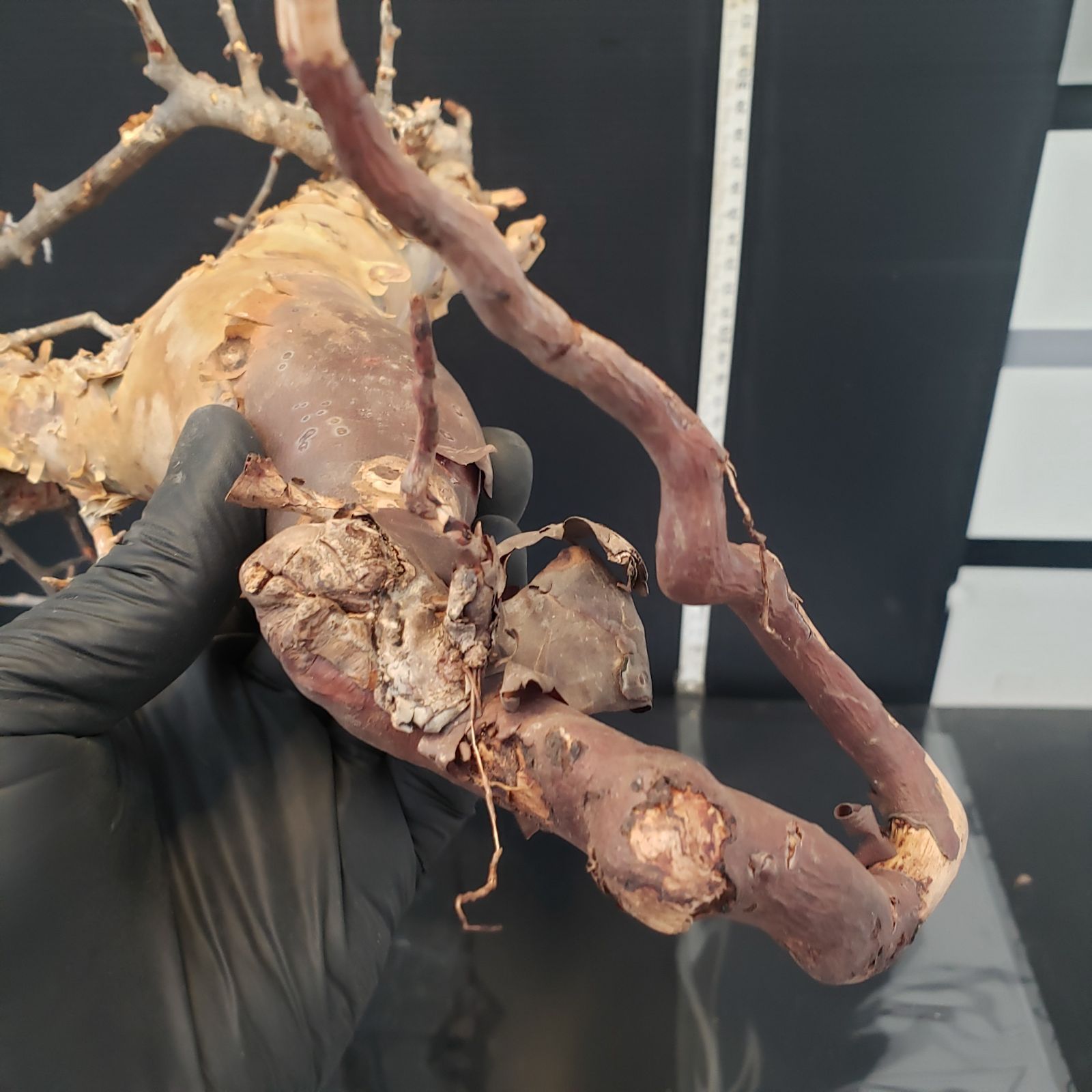 Z436 最新到着 Commiphora カタフピュア 現地球 抜き苗 灌木系 塊根植物 コミュフォラ カタフピュア YUZUMIYA_COM