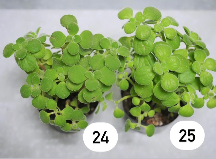 アロマティカス ポットごと発送！多肉植物/ハーブ 木化 - メルカリ