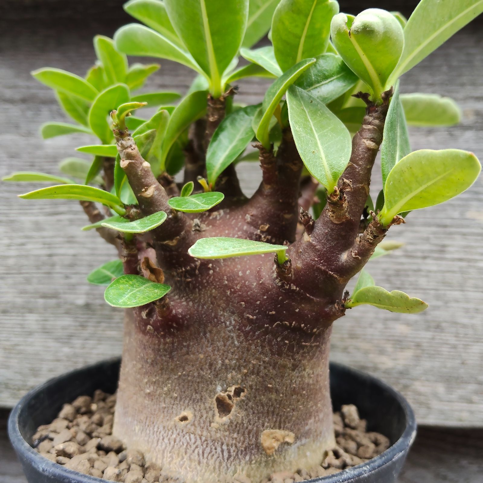 アデニウム ブラックスキン ドワーフ 激レア/ブラックスキン/ドワーフ