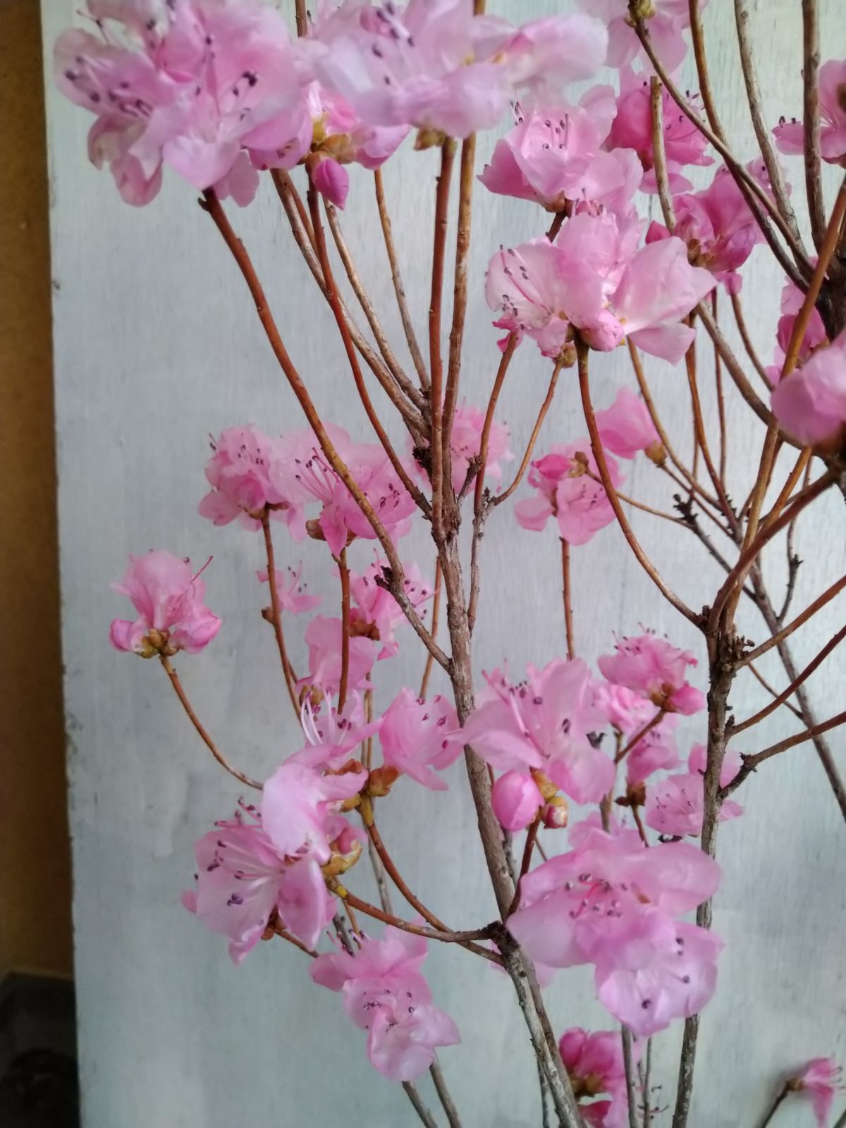 厳選桜ゲンカイツツジ株立ち