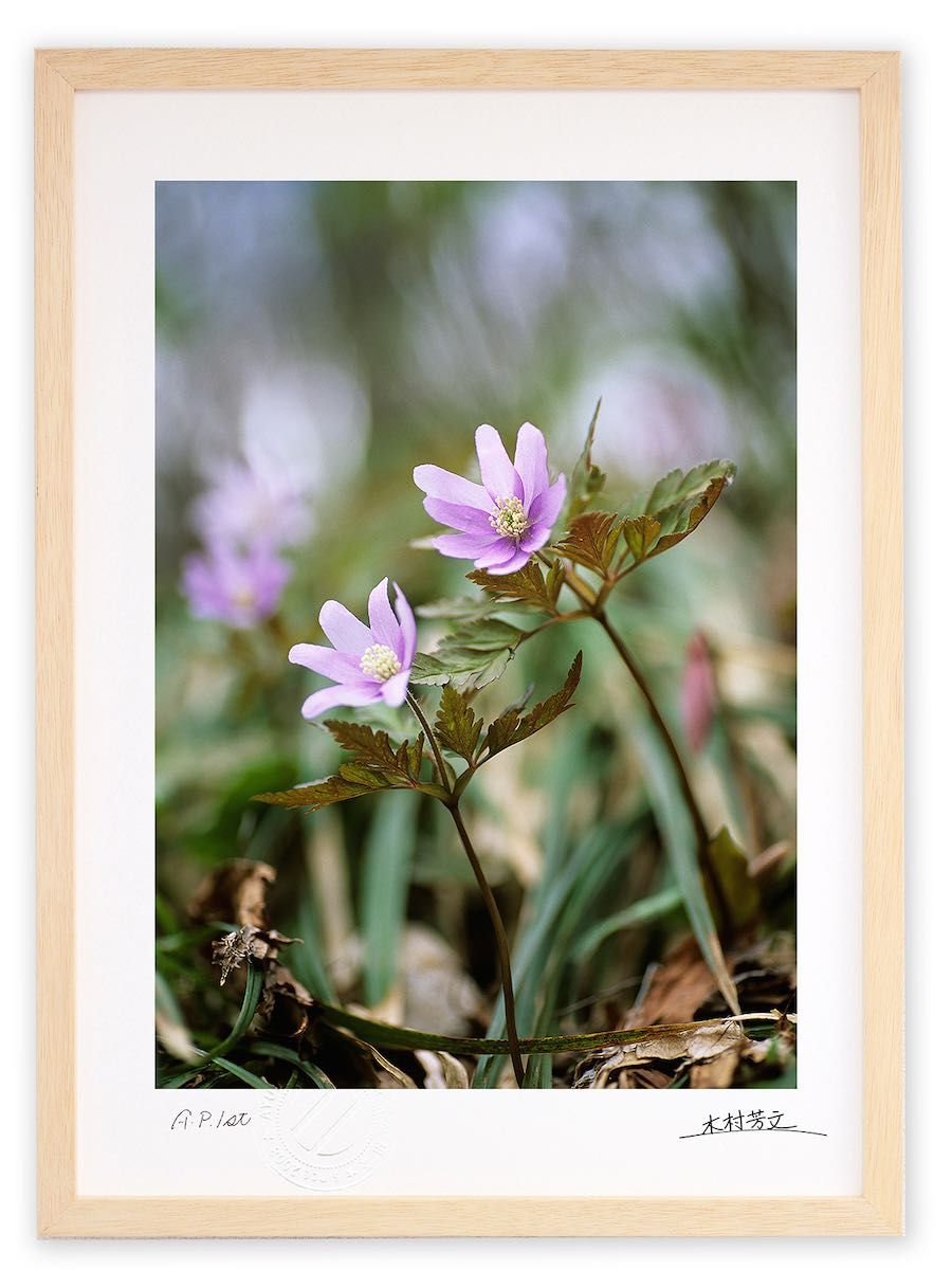 ワイド版 現代日本の花鳥画 1〜4  全4巻 ワイド版 現代日本の花鳥画 1〜4 全4巻 ワイド版 現代