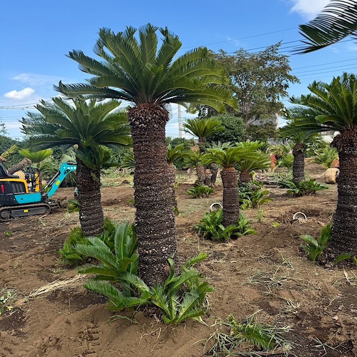 ソテツ 2m - メルカリ