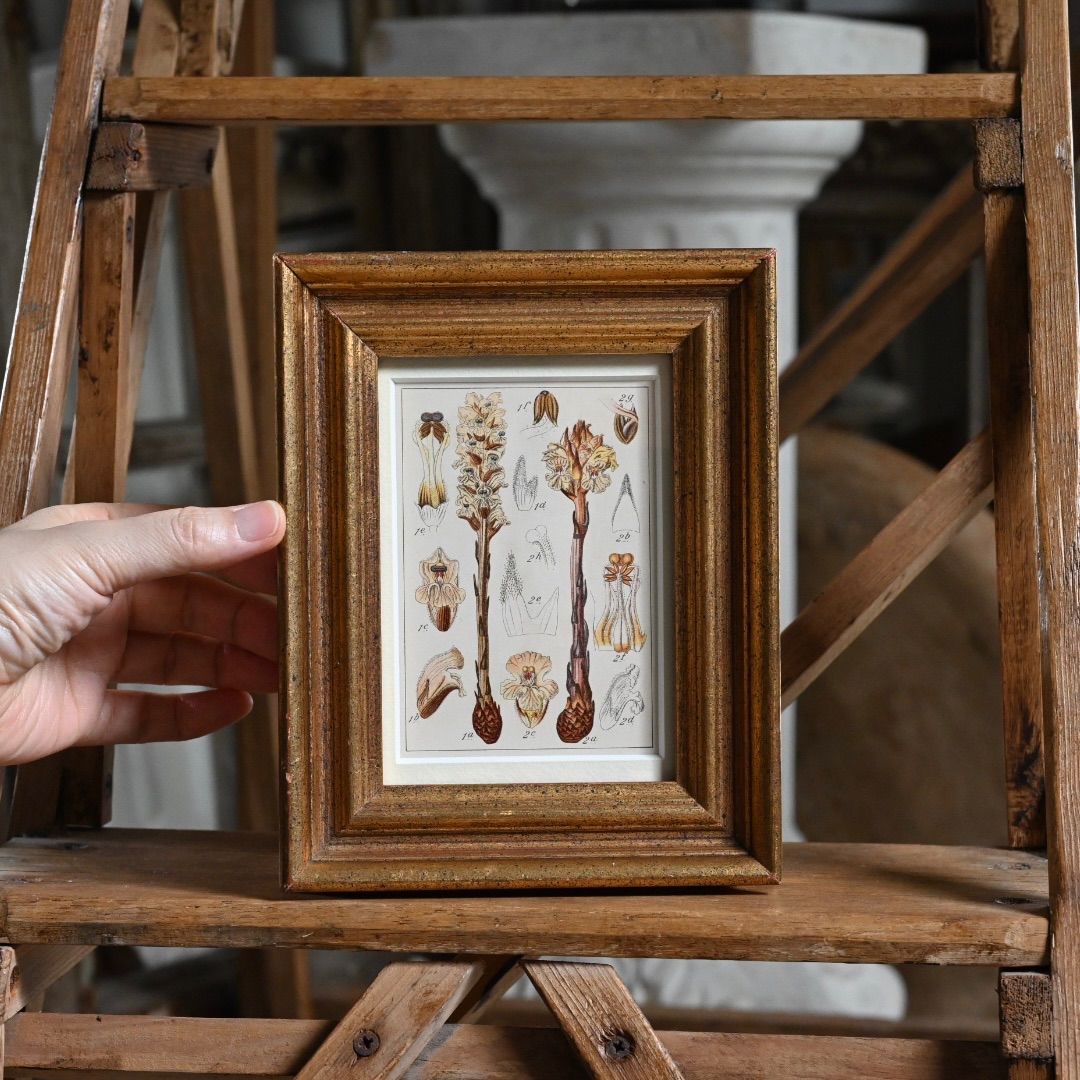 [ドイツ]額入り押し花(壁掛け)/アンティーク ヴィンテージ ブロカント 古道具 ヨーロッパ インテリア 花 ボタニカル 雑貨 雰囲気◎ / 押し花　額　 めばえ「おやゆびひめ」（小学館）挿絵「 親指姫誕生」