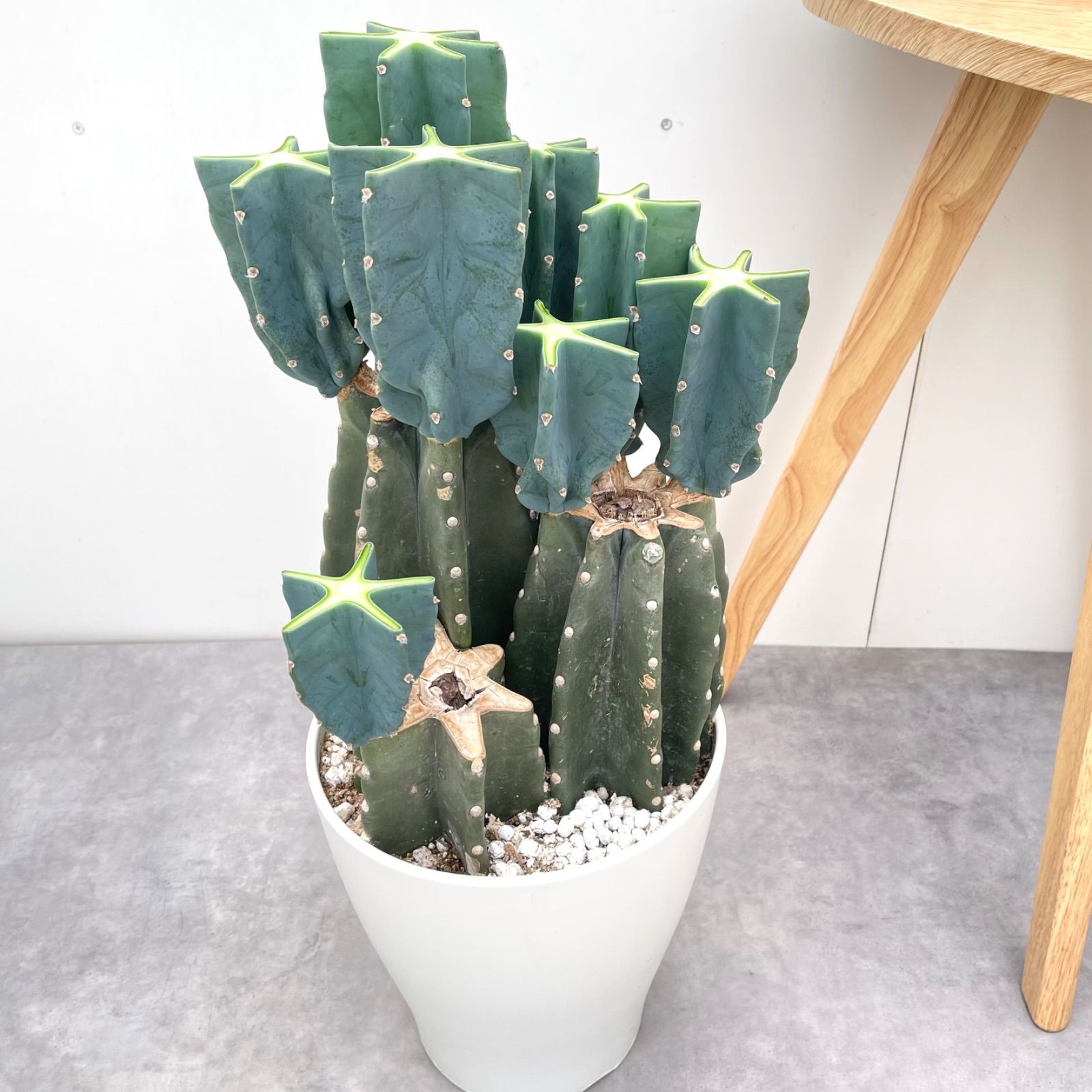 柱サボテン ブランチ3 【公式通販】