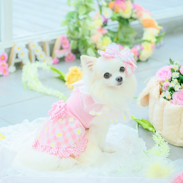 犬服 CanNana 【きゃんナナ】フラワーギンガムワンピース ラベンダー