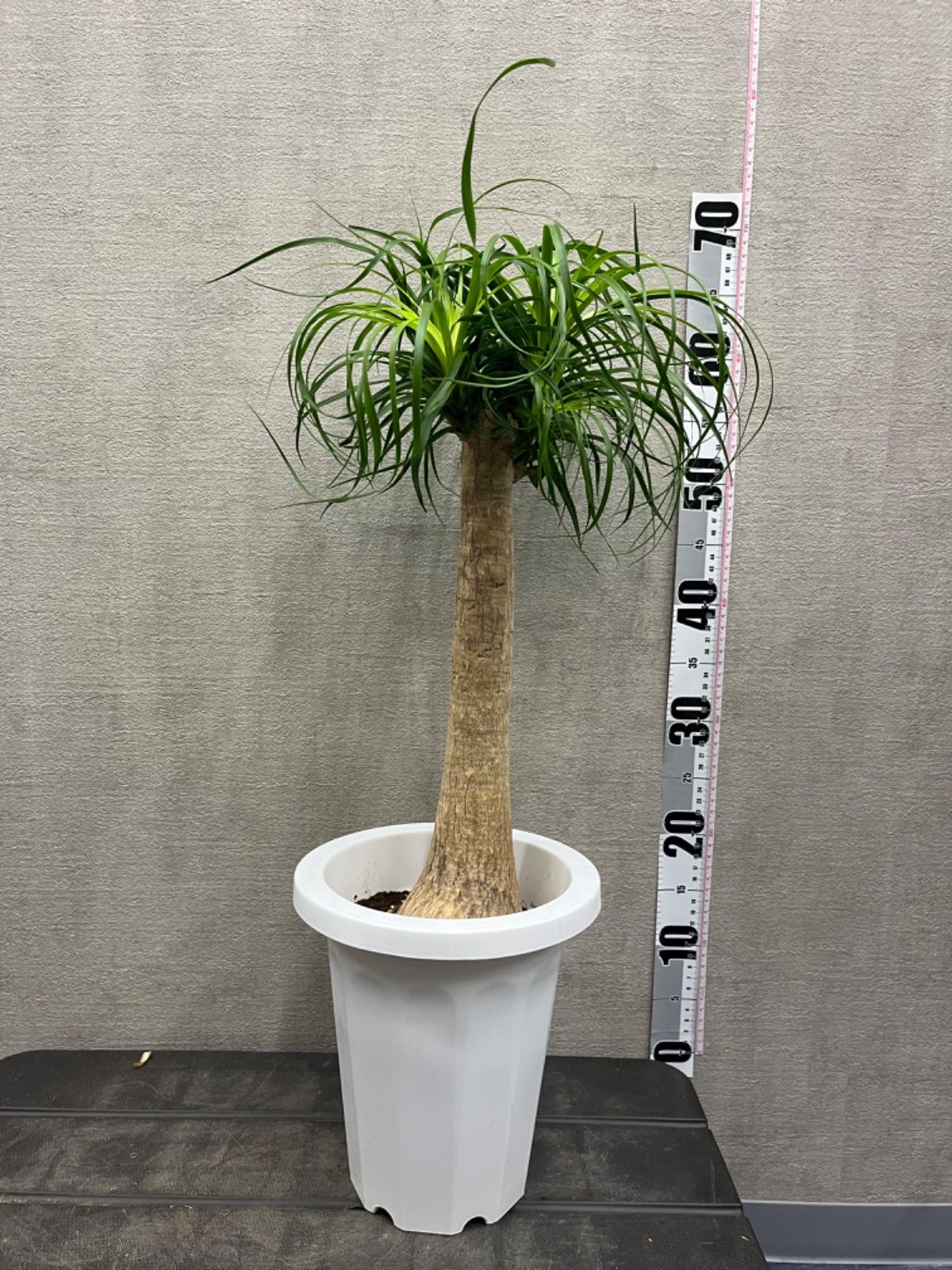 ポニーテール 陶器鉢 現品 ポニーテール 陶器鉢 現品 ポニーテール（7号鉢） 楽天市場