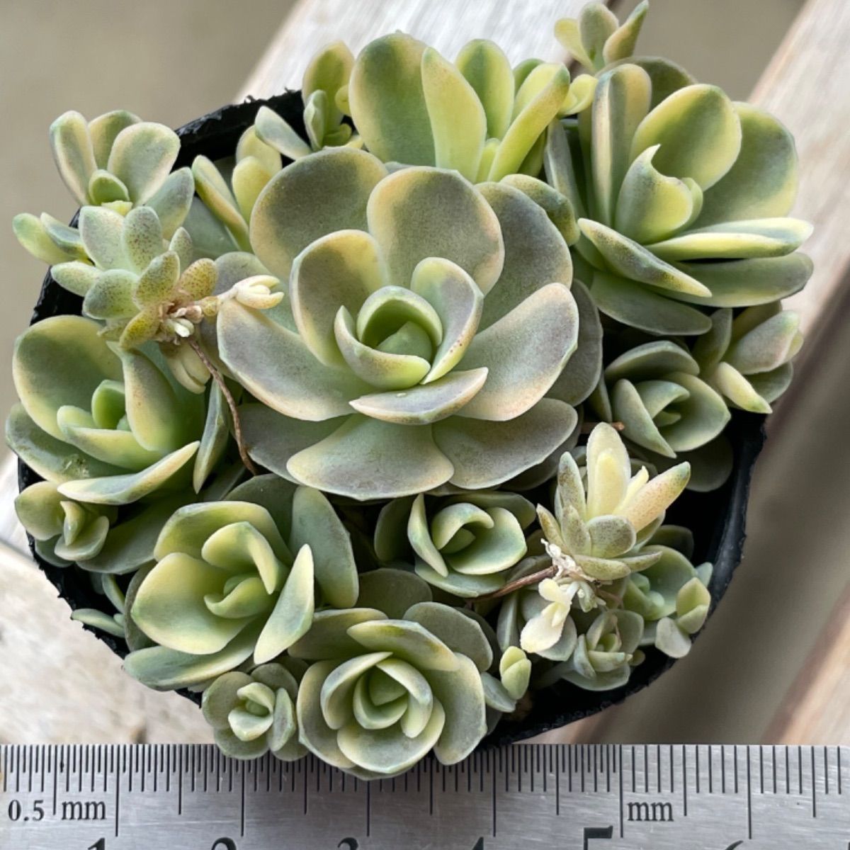 多肉植物 子持ち蓮華錦❣️抜き苗 ① - メルカリ