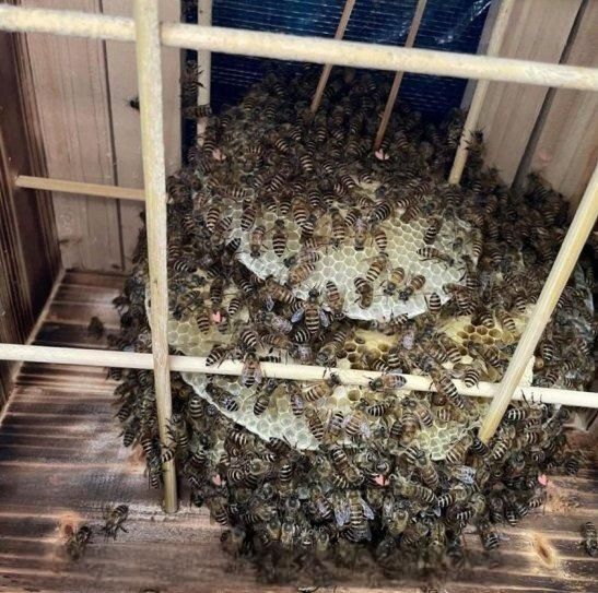 格子箱