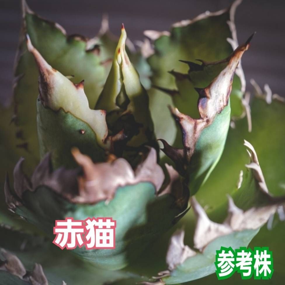 3株セット】アガベ チタノタ レッドキャットウィーズル 赤猫 極上