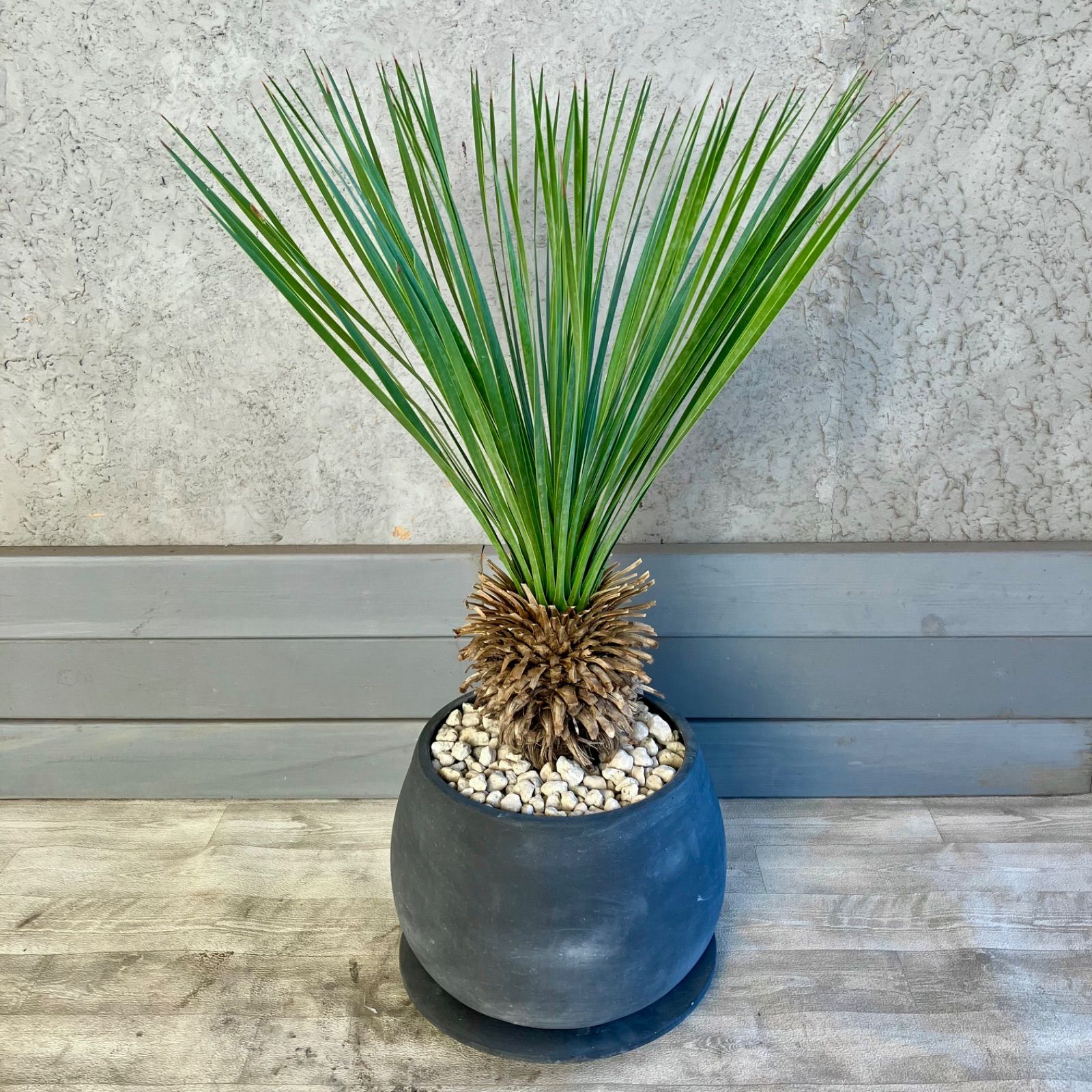 ユッカロストラータ　幹太 思いつきで植えちゃったけど思ったより良いかも😂 ロストラータ