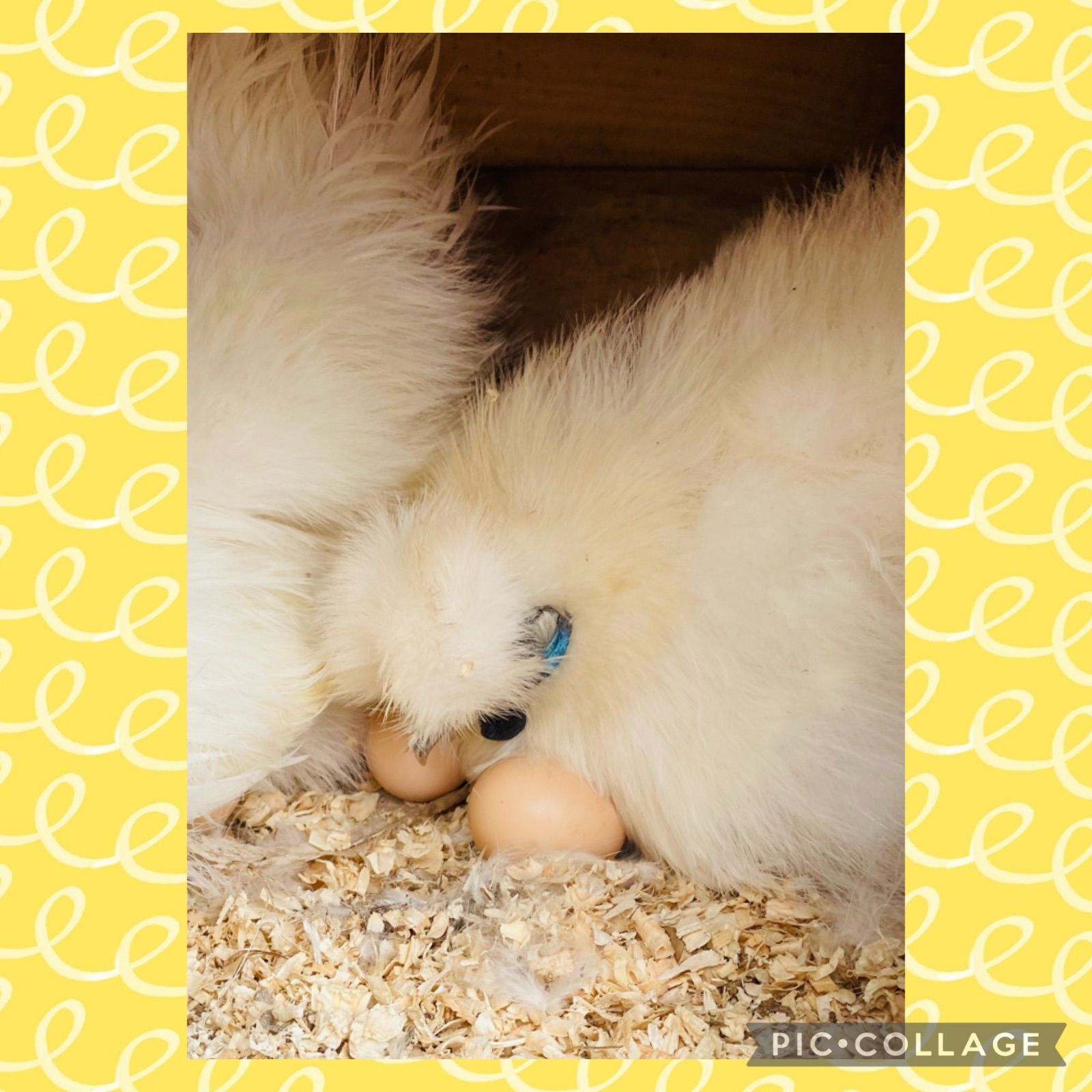 平飼い白烏骨鶏 モコモコふわふわの烏骨鶏 食用 有精卵 10個入り