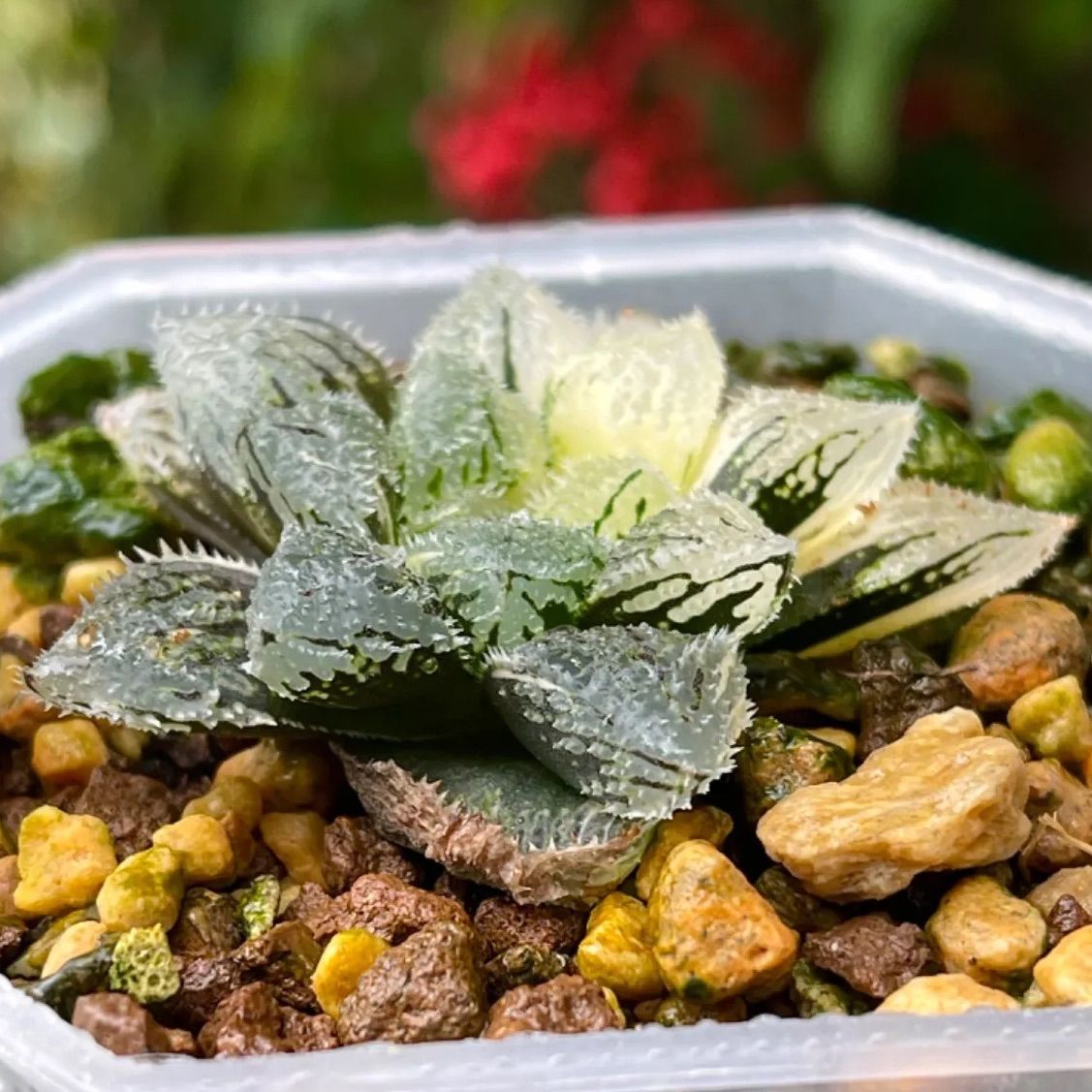 氷皇 *. ハオルシア * ハオルチア * 多肉植物 * 氷皇綴化 変異株