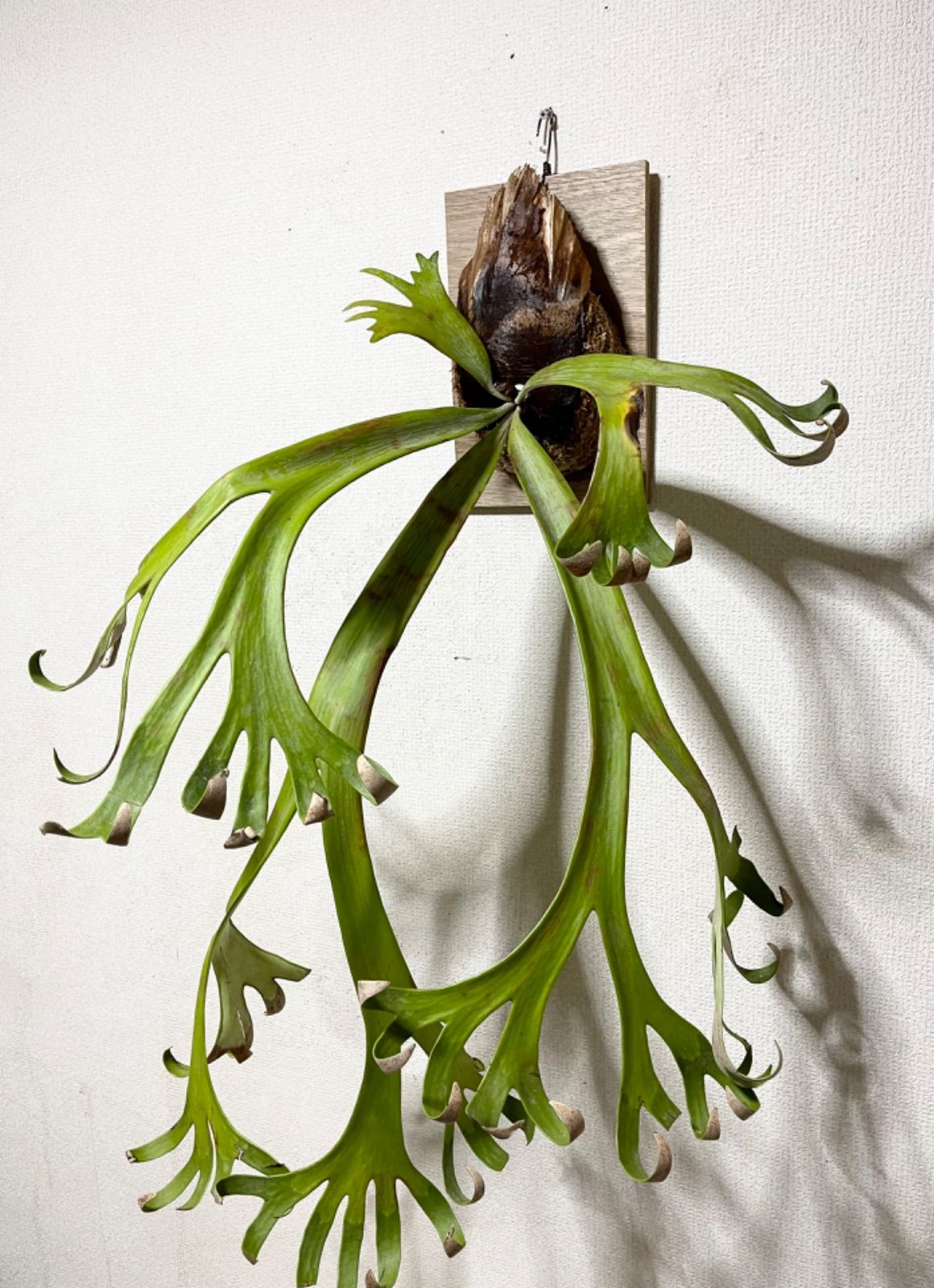 メルカリ14. 希少特大株▽P.willinckii Wild finger dancer