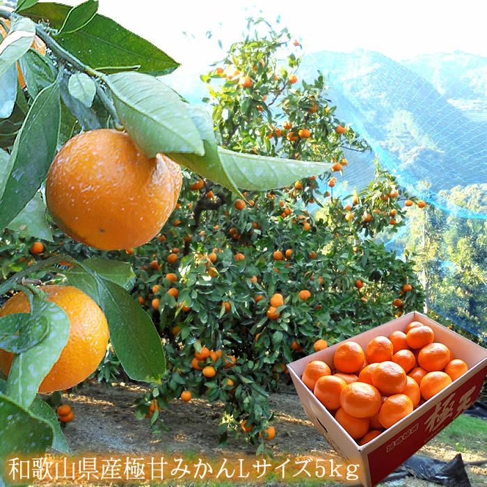田辺 天みかん 下津ひかえおろうみかん 有田クオリティーみかん等 高糖度みかん厳選 和歌山県産 甘みかんL5ｋｇ 12月初旬から順次発送になります