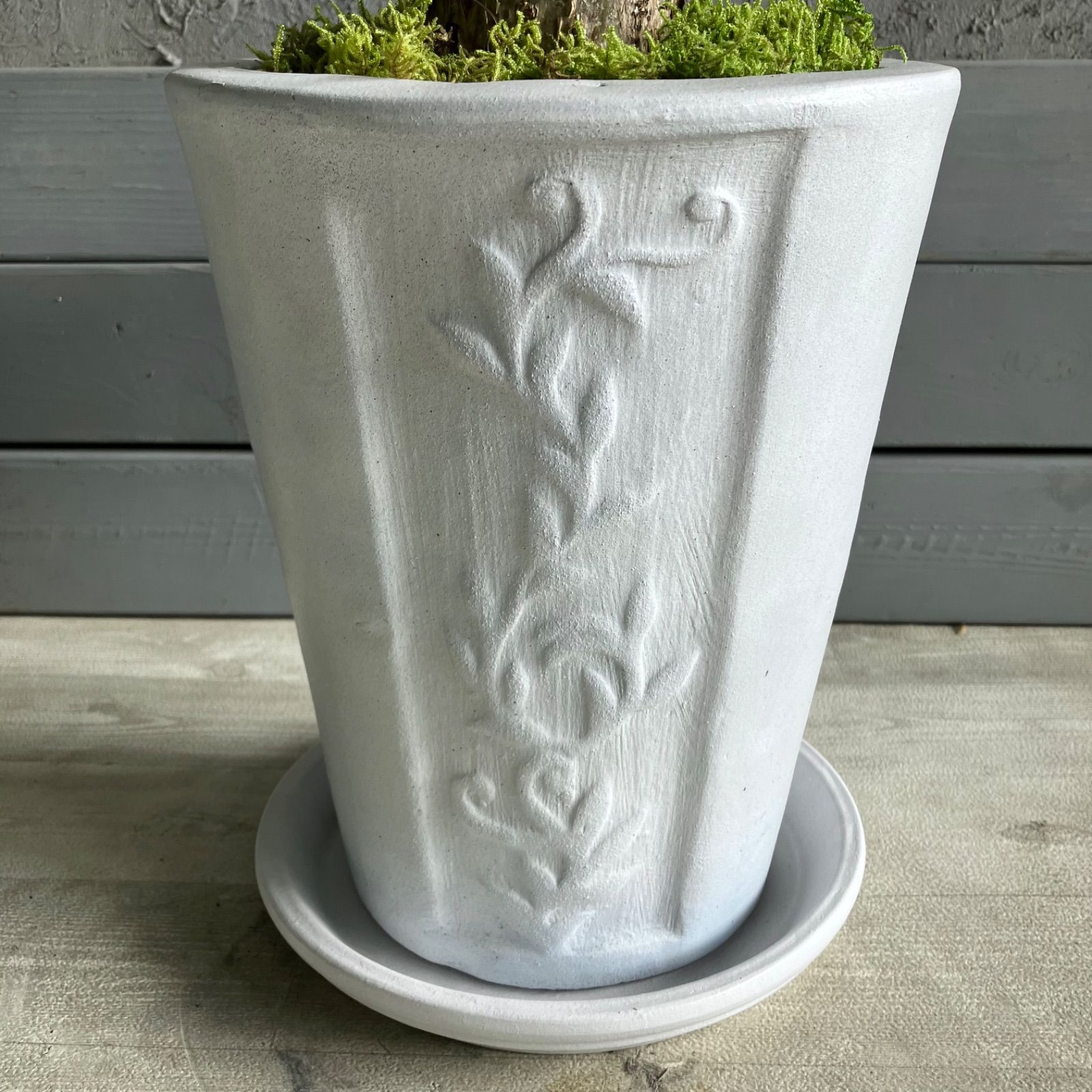 パキラ ミルキーウェイ 7 パキラ：ミルキーウェイ 7号 の通販 | 園芸ネット