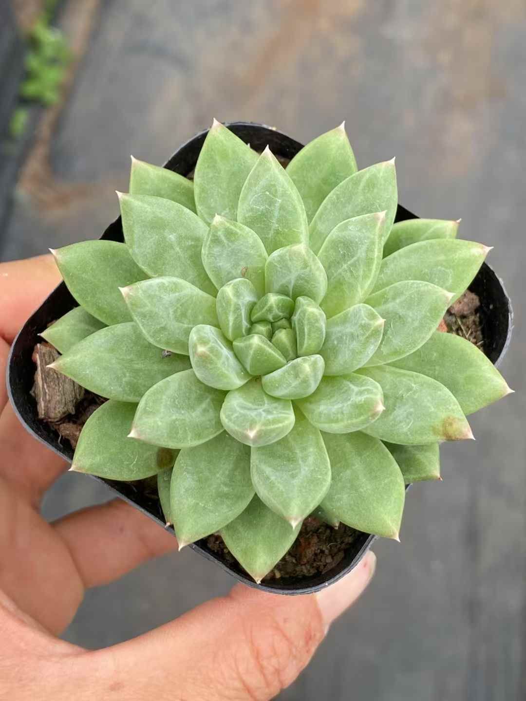 QS1011×50 コウコツブン 抜き苗 多肉植物 アエオニウム エケベリア 韓国苗